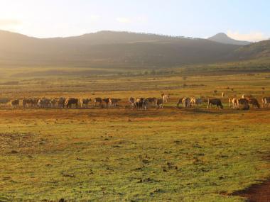 The Political Economy of Land Governance in Africa