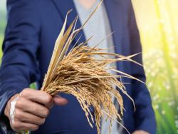 ECA convenes West African businesses to unlock rice value chains and strengthen regional food resilience