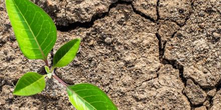 Building climate resilience in Somalia by accelerating food systems