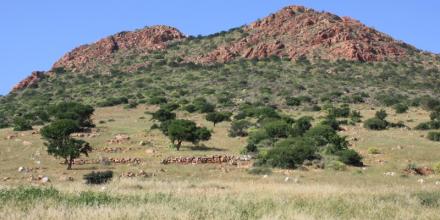Kenya, UN ECA, AU-IBAR and IGAD launch national effort to build climate resilience in livestock, land and insurance systems