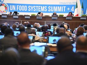 UN Food Systems Summit +4 Stocktake (UNFSS+4) - 28 July 2025