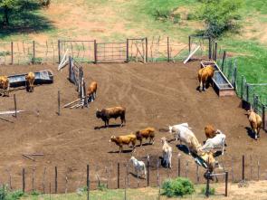 Uganda to build climate resilience in livestock, land and insurance systems