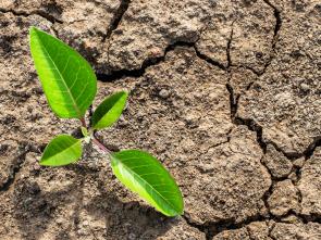 Building climate resilience in Somalia by accelerating food systems