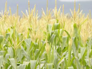 ECA calls for coordinated regional efforts to enhance food security in Africa
