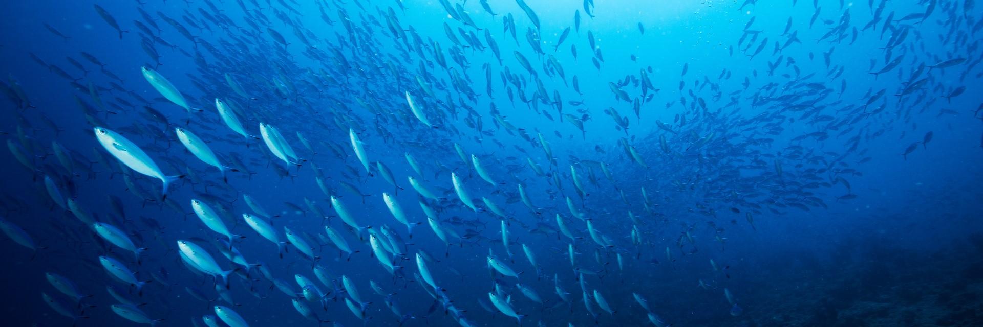 Unlocking the vast potential of blue resources in Central Africa with ECA’s Blue Economy Valuation Toolkit