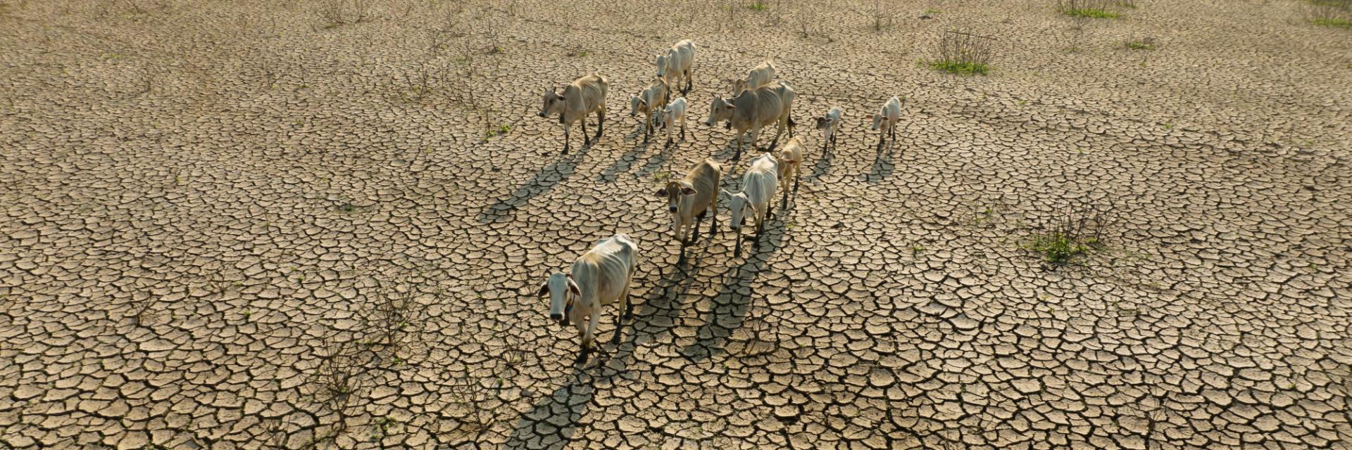 Vers une vision commune sur l’impact du changement climatique sur la sécurité humaine en Éthiopie