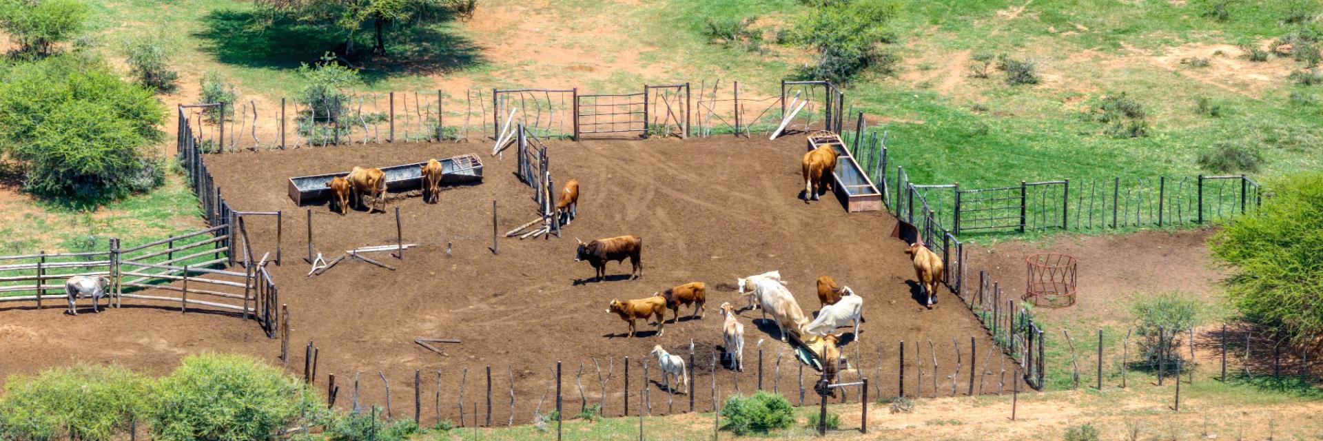 Uganda to build climate resilience in livestock, land and insurance systems