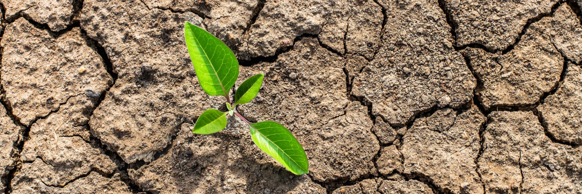 Building climate resilience in Somalia by accelerating food systems