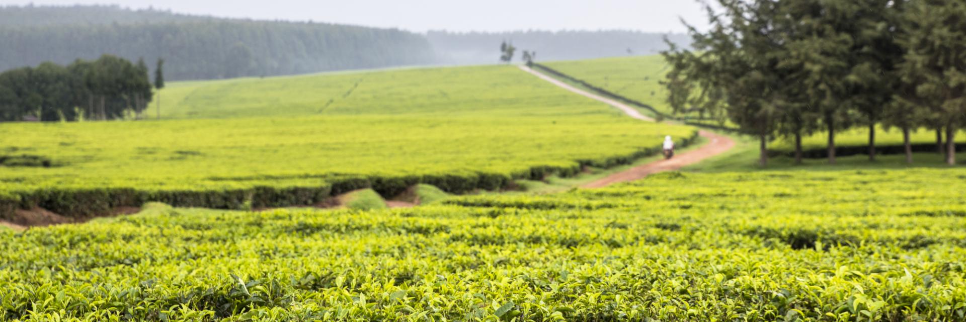 Kenya’s Green Supplement focusing on Tea and Coffee Value Chains