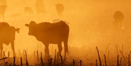 Unlocking Chad’s livestock potential: Turning Cattle into a catalyst for intra-African trade and sustainable economic growth