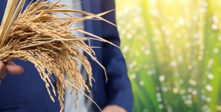 ECA convenes West African businesses to unlock rice value chains and strengthen regional food resilience