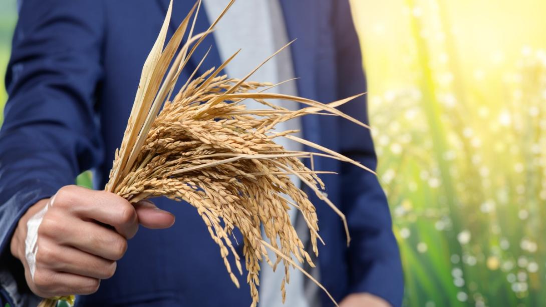 ECA convenes West African businesses to unlock rice value chains and strengthen regional food resilience