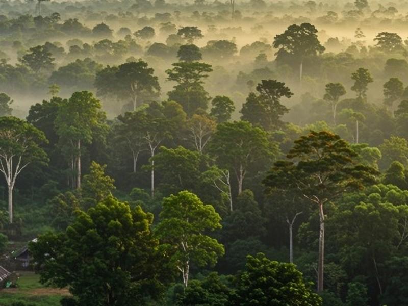 Industrialiser durablement la filière bois en Afrique centrale : la CEA fédère les États autour de solutions pour accélérer la création de valeur